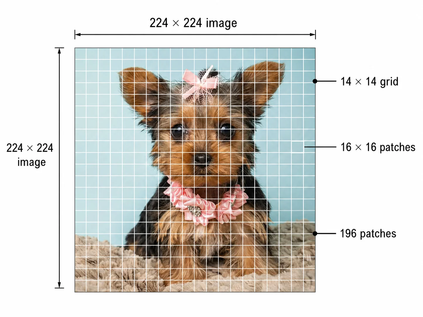 224 by 224 image divided into 196 non-overlapping 16 by 16 patches